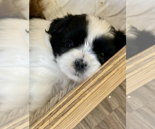 Medium Photo #3 Shih Tzu Puppy For Sale in KETTLE FALLS, WA, USA