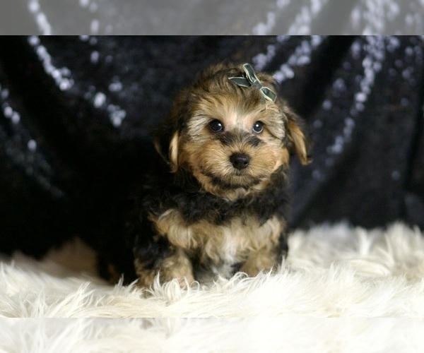 Medium Photo #5 YorkiePoo Puppy For Sale in WARSAW, IN, USA