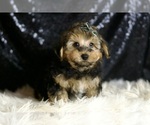 Small #4 YorkiePoo