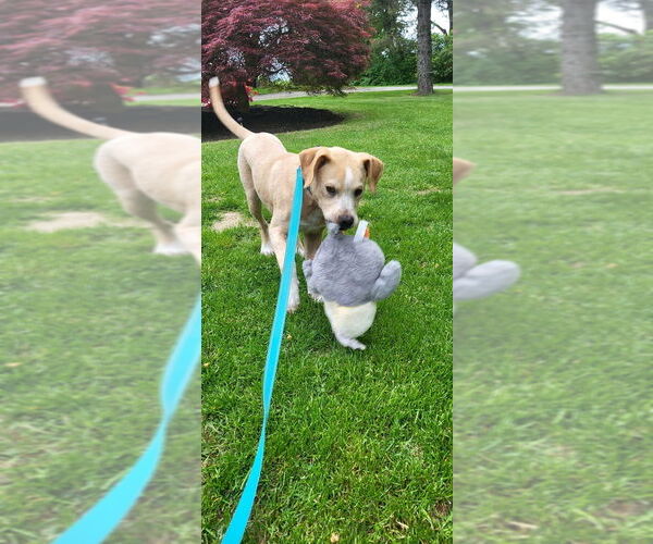 Medium Photo #3 Boxer-Unknown Mix Puppy For Sale in Springdale, PA, USA
