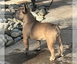 Small Photo #1 French Bulldog Puppy For Sale in OAKDALE, CA, USA