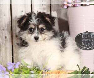 Pomeranian Puppy for sale in MOUNT VERNON, OH, USA
