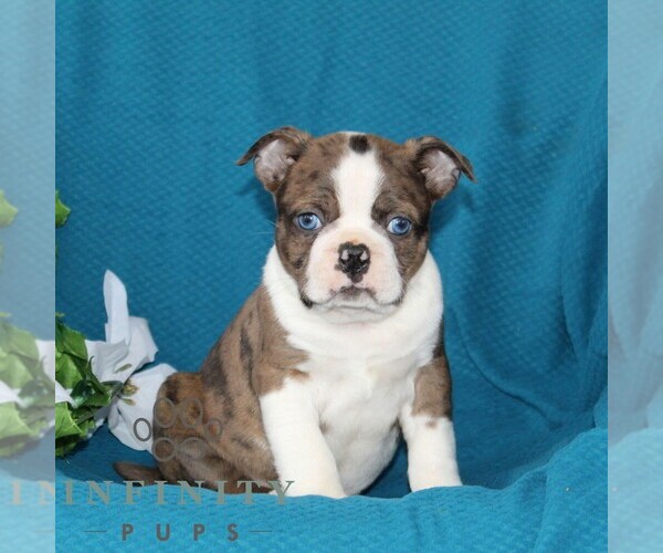 Medium Photo #3 Boston Terrier Puppy For Sale in QUARRYVILLE, PA, USA
