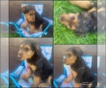 Small Photo #1 Airedale Terrier Puppy For Sale in N PARKERSBURG, WV, USA