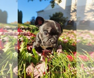Frenchie Pug Puppy for sale in HEBRON, KY, USA