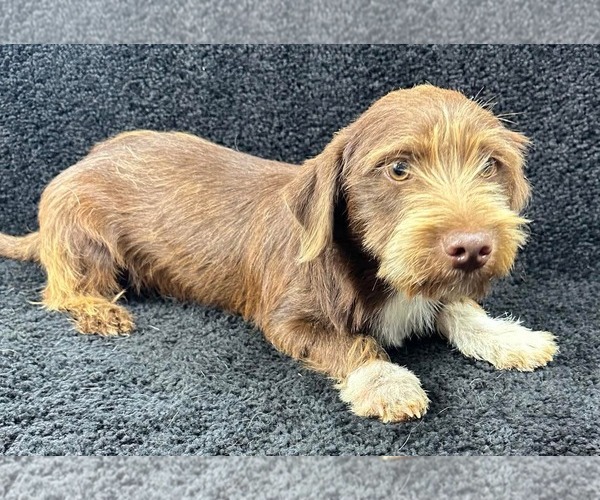 Medium Photo #3 Dachshund-Unknown Mix Puppy For Sale in Grafton, WI, USA