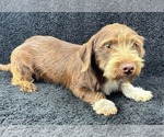 Small #2 Dachshund Mix