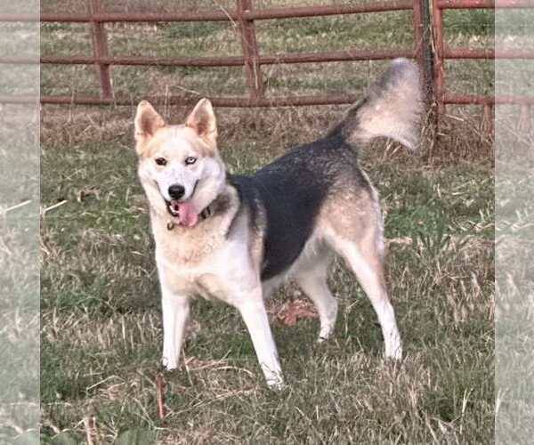 Medium Photo #1 Huskies -Unknown Mix Puppy For Sale in Roaring River, NC, USA