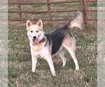 Small Huskies  Mix