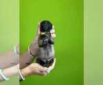 Small #1 Belgian Malinois