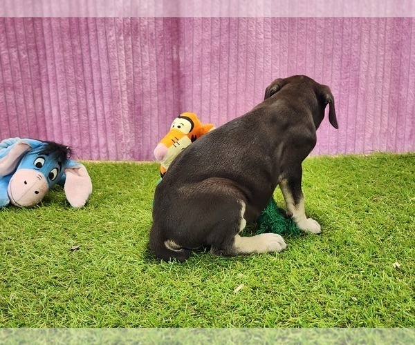 Medium Photo #6 Catahoula Leopard Dog Puppy For Sale in CUMBY, TX, USA