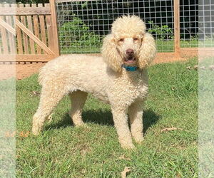 Poodle (Standard) Dogs for adoption in Pacolet, SC, USA