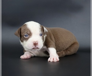 American Bully Puppy for sale in CHAMPAIGN, IL, USA