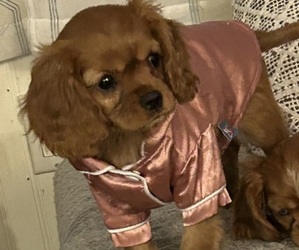 Cavalier King Charles Spaniel Puppy for sale in BRICK, NJ, USA