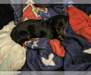 Father of the Dachshund puppies born on 04/19/2026