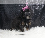 Puppy Gidget UABR Poodle (Toy)