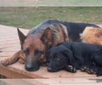 Small #7 German Shepherd Dog-Goldendoodle Mix
