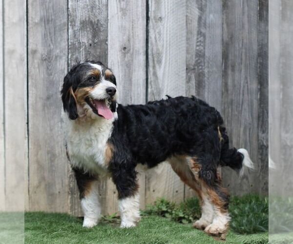Medium Photo #1 Bernedoodle (Miniature) Puppy For Sale in LITITZ, PA, USA