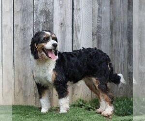 Mother of the Bernedoodle (Miniature) puppies born on 05/12/2026