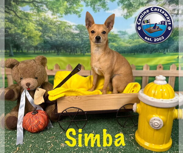 Medium Photo #11 Chihuahua Puppy For Sale in Arcadia, FL, USA