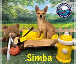Small #10 Chihuahua