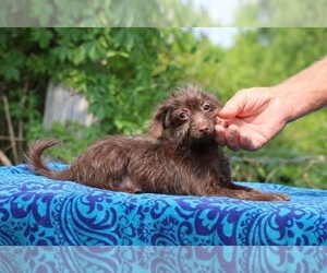 Poodle (Toy)-YorkiePoo Mix Puppy for sale in DYERSBURG, TN, USA