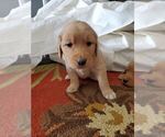 Small Photo #8 Golden Retriever Puppy For Sale in SACRAMENTO, CA, USA