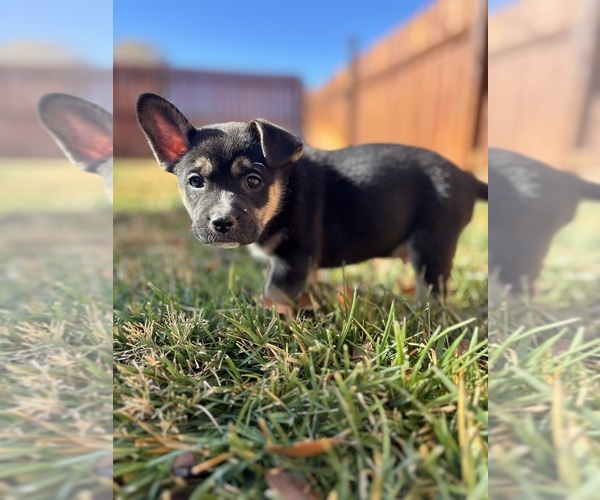 Medium Photo #15 French Bulldog Puppy For Sale in NORTH LAS VEGAS, NV, USA