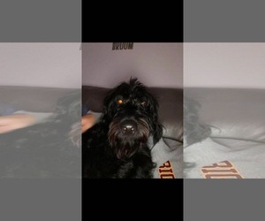 Labradoodle Dogs for adoption in Cape May, NJ, USA