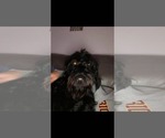 Small Labradoodle