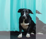Small #2 Retriever  Mix