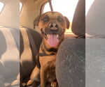 Small #5 Beagle Mix