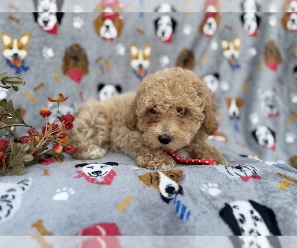 Medium Photo #4 Bichpoo Puppy For Sale in LAKELAND, FL, USA