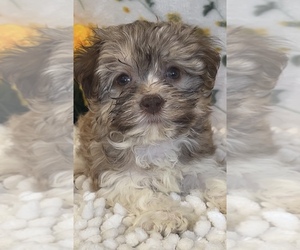 Havanese Puppy for sale in MARTINSVILLE, IN, USA