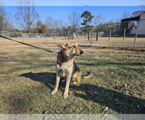 Medium Photo #3 German Shepherd Dog Puppy For Sale in Montgomery, AL, USA