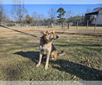 Small #2 German Shepherd Dog