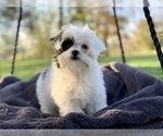 Small Photo #1 Cavapoo Puppy For Sale in HOUSTON, TX, USA