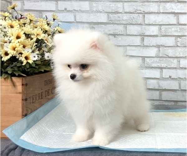 Medium Photo #6 Pomeranian Puppy For Sale in CHICAGO, IL, USA