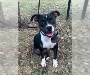 American Pit Bull Terrier-Unknown Mix Dogs for adoption in Texas City, TX, USA