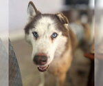 Small #2 Siberian Husky