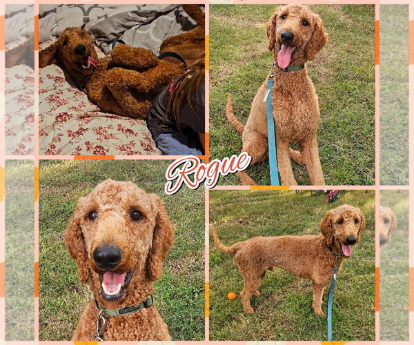 Medium Photo #1 Poodle (Standard) Puppy For Sale in Blacksburg, SC, USA