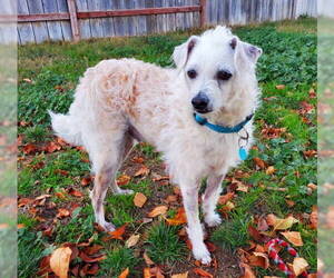 Barney - Male Jack Russell Terrier-Poodle (Standard) Mix Dog for Adoption - Photo #2