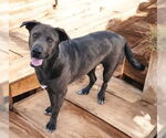 Small #1 Mutt