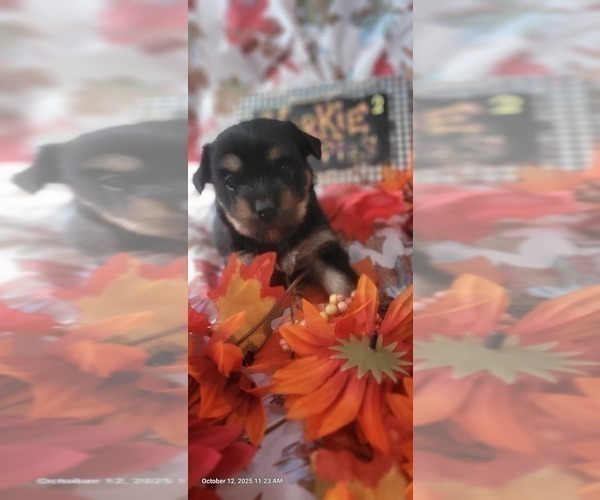 Medium Photo #2 Yorkshire Terrier Puppy For Sale in AKRON, OH, USA