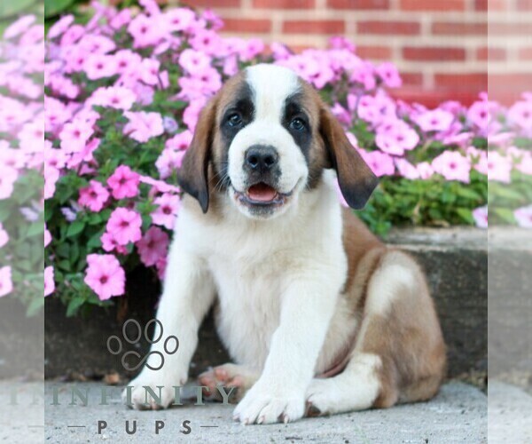 Medium Photo #3 Saint Bernard Puppy For Sale in MARIETTA, PA, USA