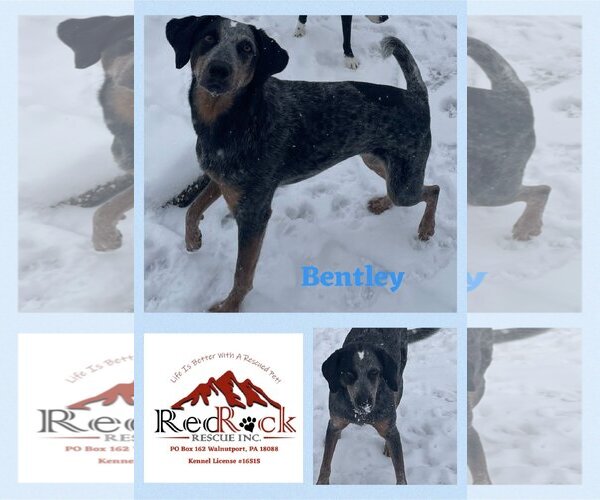 Medium Photo #3 Bluetick Coonhound-Unknown Mix Puppy For Sale in Walnutport, PA, USA