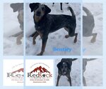 Small Photo #3 Bluetick Coonhound-Unknown Mix Puppy For Sale in Walnutport, PA, USA