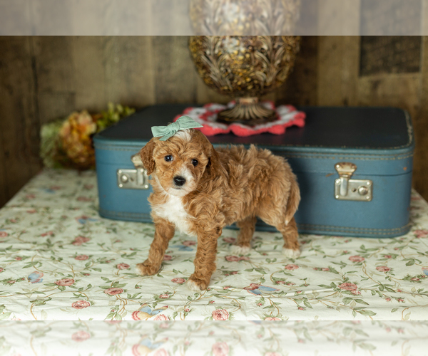 Medium Photo #8 Miniature Labradoodle Puppy For Sale in NAPPANEE, IN, USA