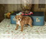 Small Photo #8 Miniature Labradoodle Puppy For Sale in NAPPANEE, IN, USA