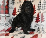 Small Photo #6 Poodle (Standard) Puppy For Sale in ASPERMONT, TX, USA